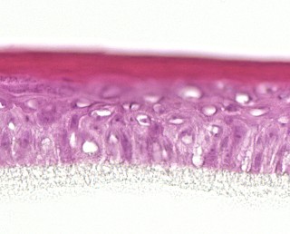 Human epidermis Human epidermis